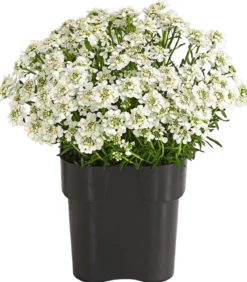 Immergrüne Schleifenblume