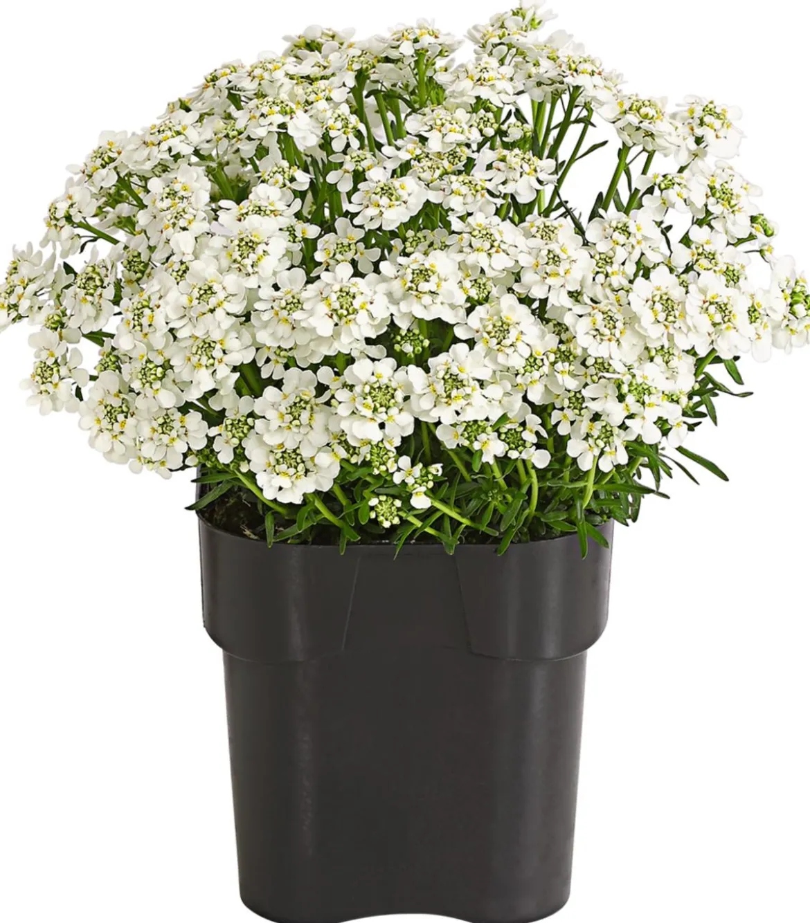 Immergrüne Schleifenblume