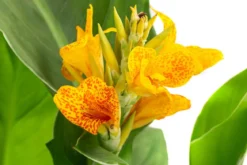 Indisches Blumenrohr