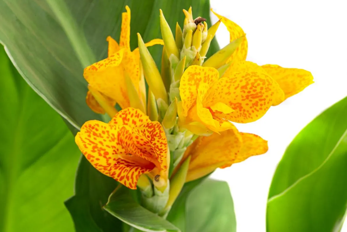 Indisches Blumenrohr