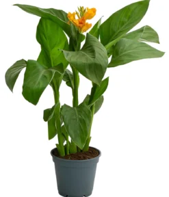 Indisches Blumenrohr