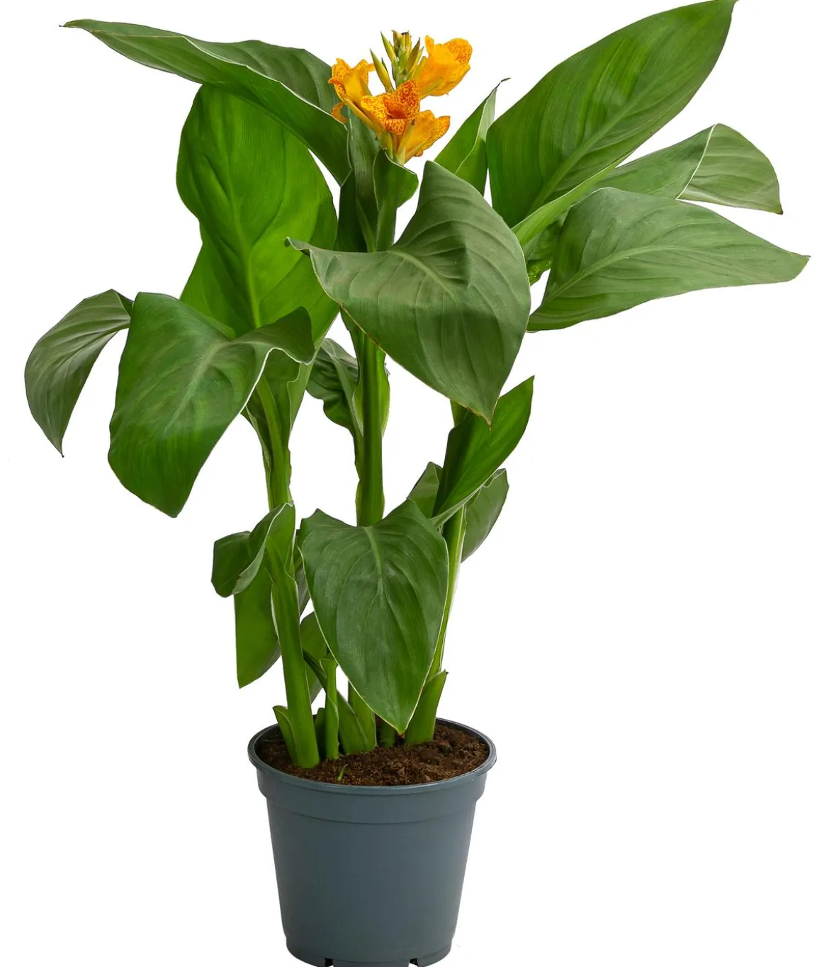 Indisches Blumenrohr