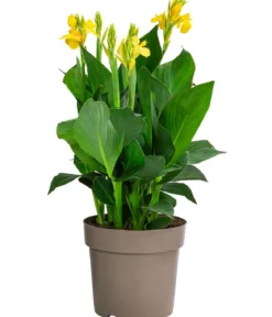 Indisches Blumenrohr, verschiedene Sorten