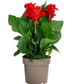 Indisches Blumenrohr, verschiedene Sorten