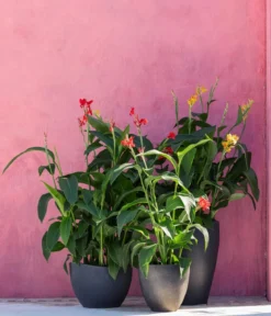 Indisches Blumenrohr, verschiedene Sorten