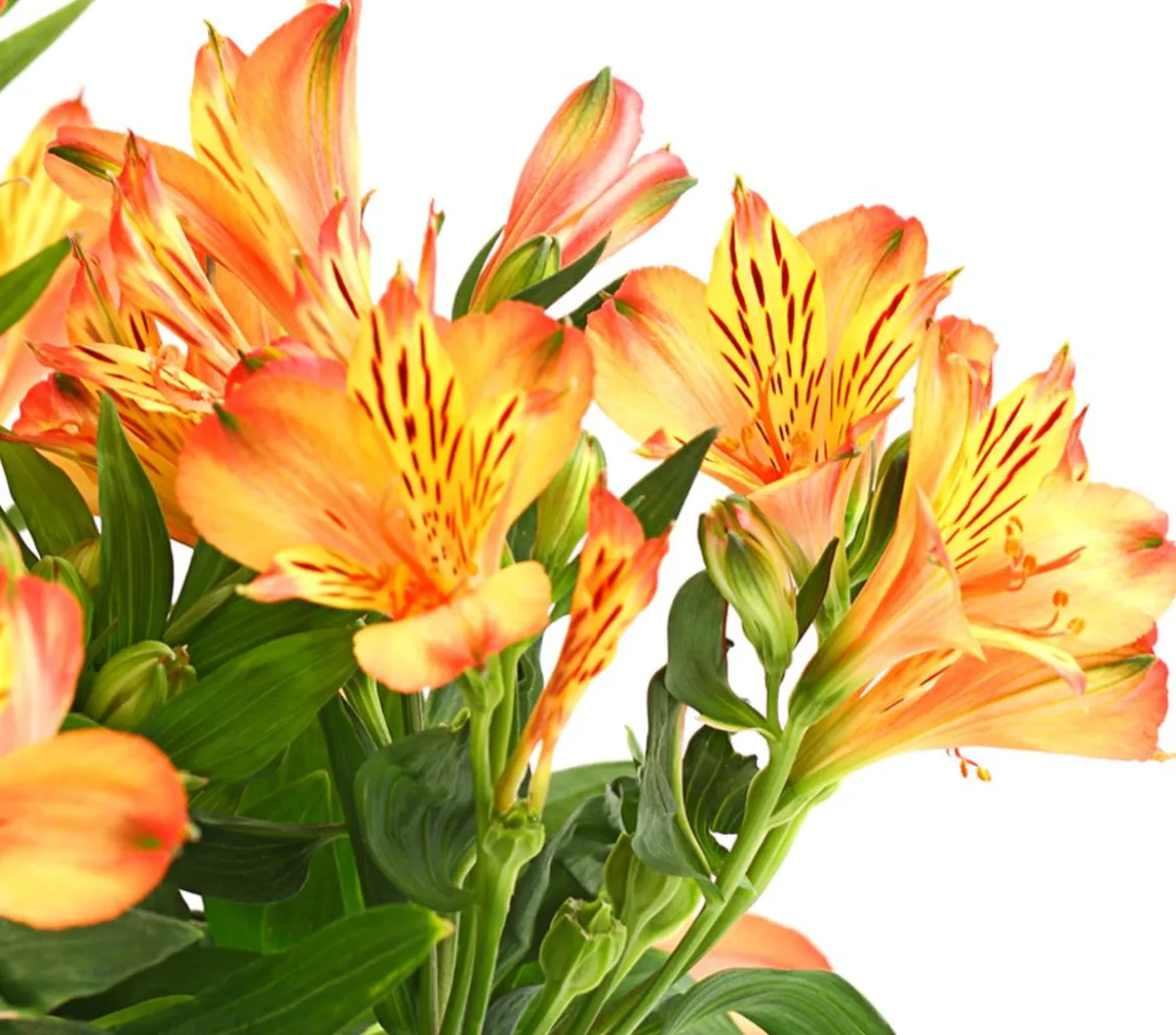 Inkalilie, verschiedene Farben