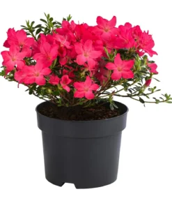 Japanische Azalee 'Anouk'