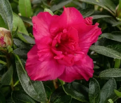 Japanische Azalee 'Deluxe'