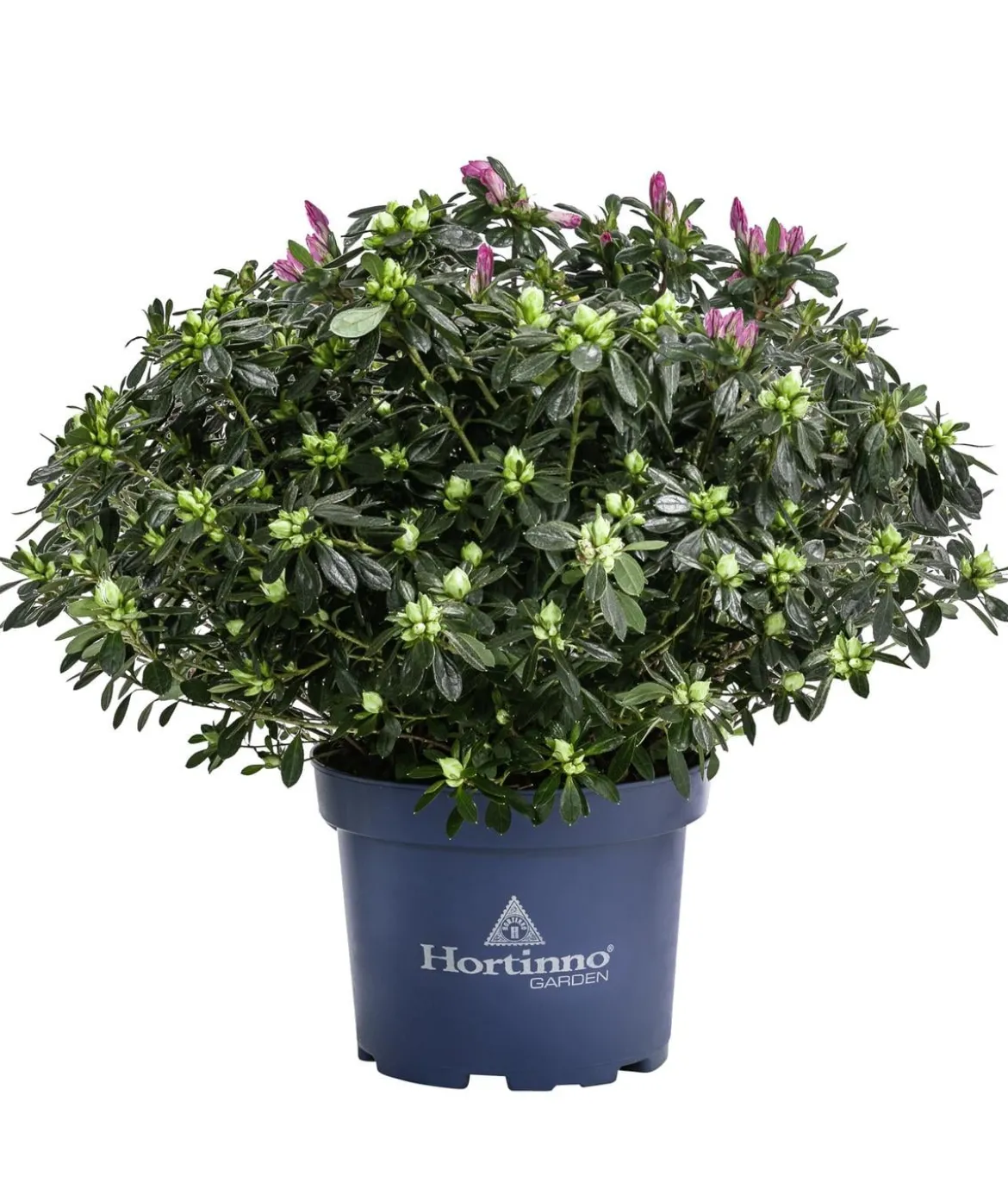 Japanische Azalee 'Deluxe', Bicolor