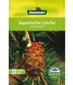 Japanische Lärche