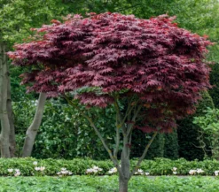 Japanischer Fächerahorn 'Atropurpureum'