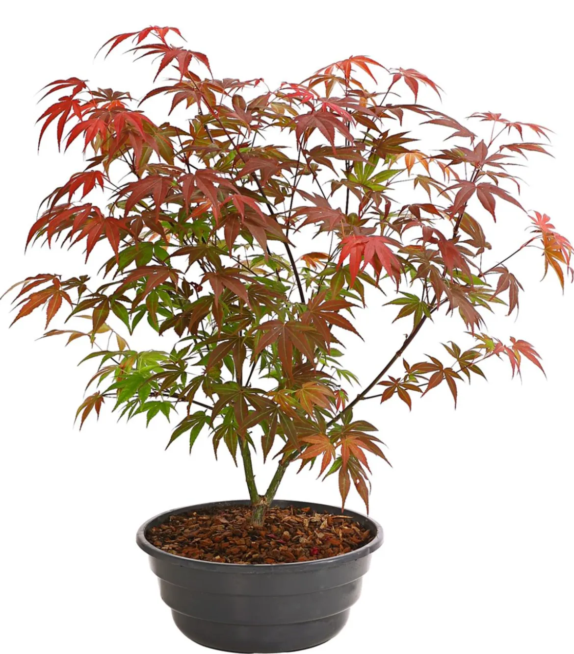 Japanischer Fächerahorn 'Atropurpureum'