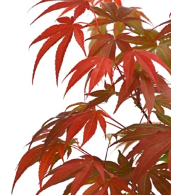 Japanischer Fächerahorn 'Atropurpureum'