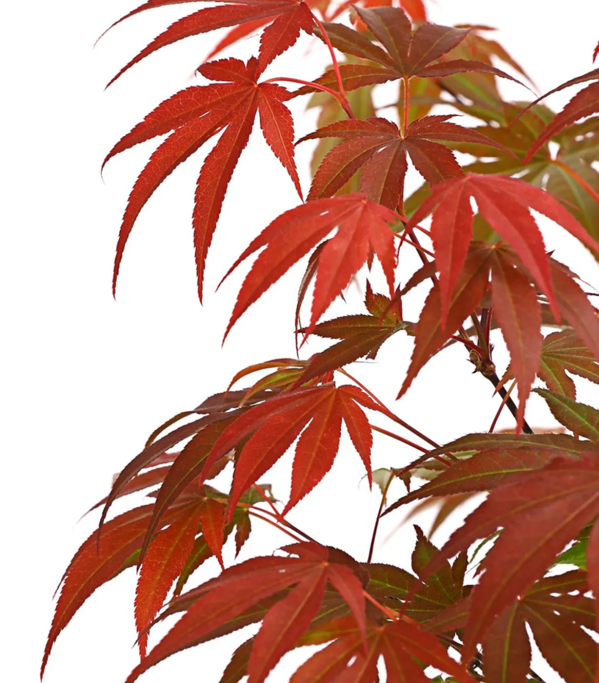 Japanischer Fächerahorn 'Atropurpureum'