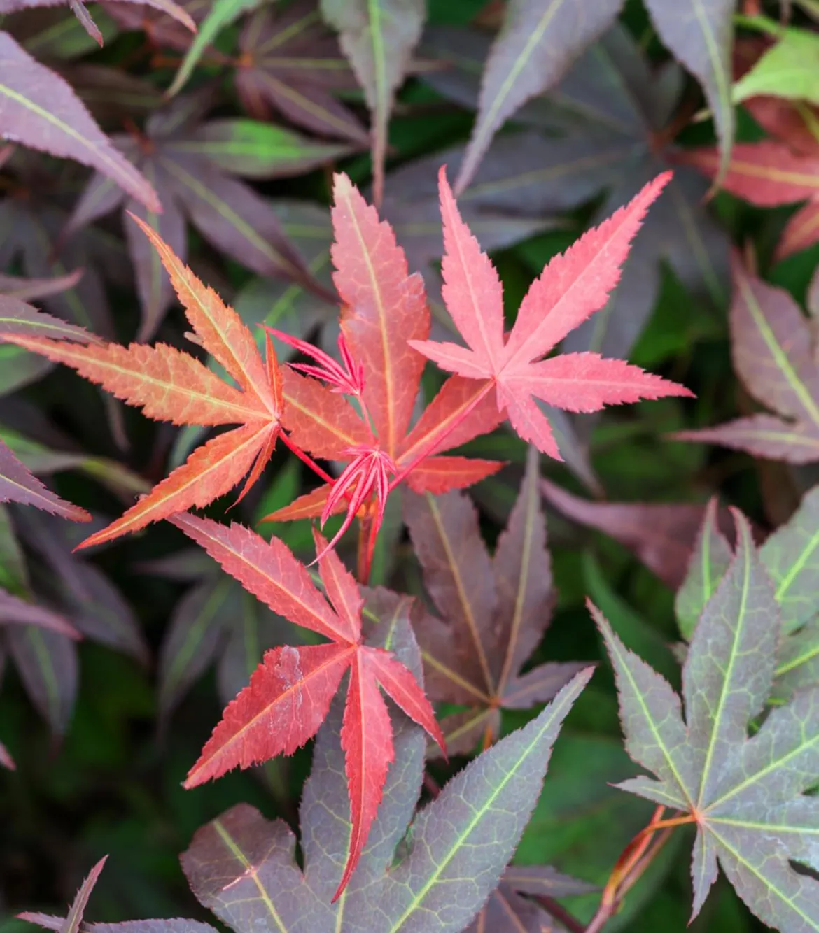 Japanischer Fächerahorn 'Atropurpureum'
