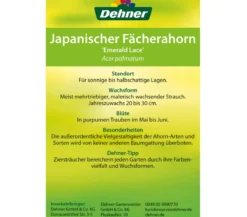 Japanischer Fächerahorn 'Emerald Lace'