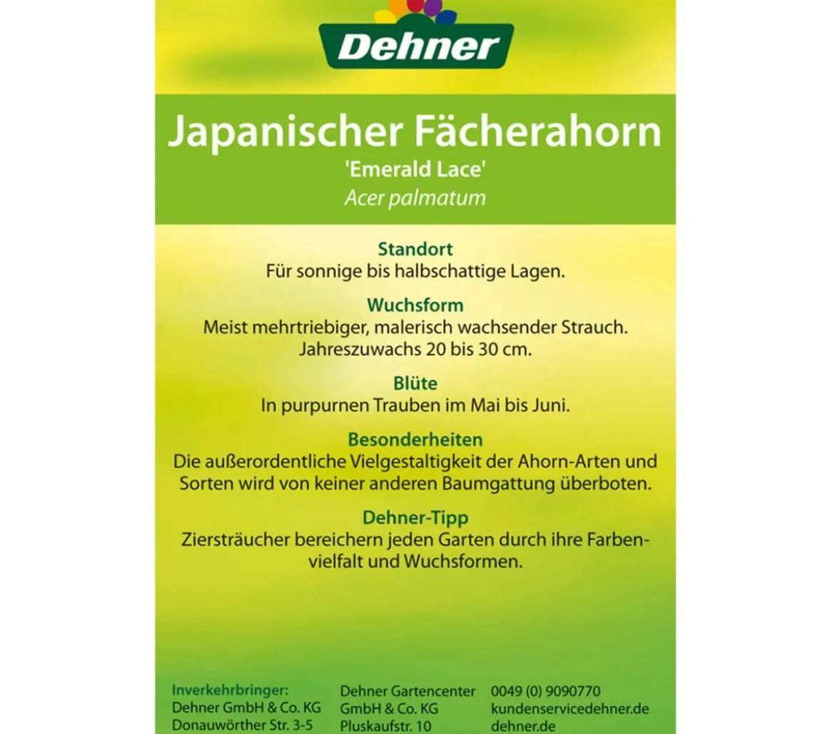 Japanischer Fächerahorn 'Emerald Lace'