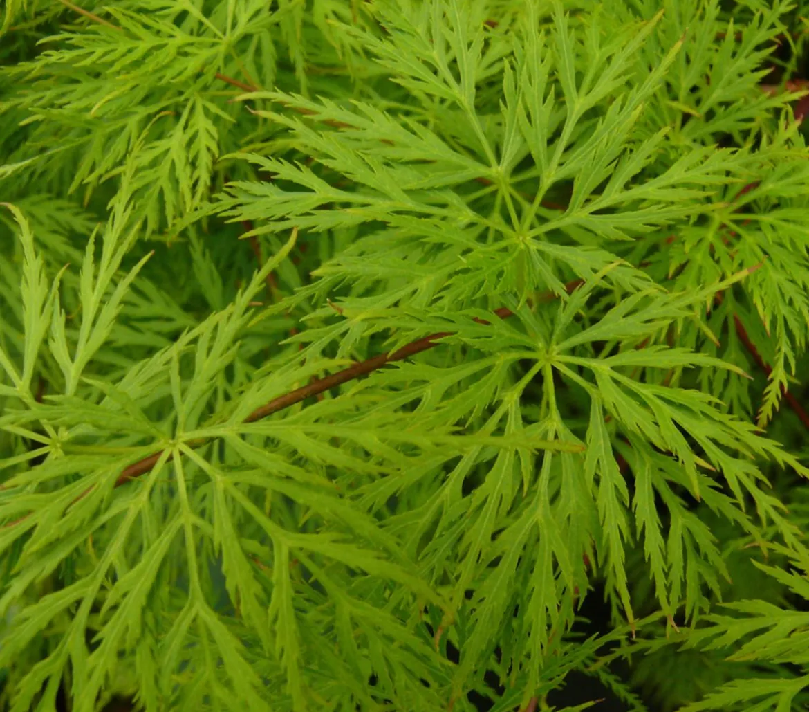 Japanischer Fächerahorn 'Emerald Lace'
