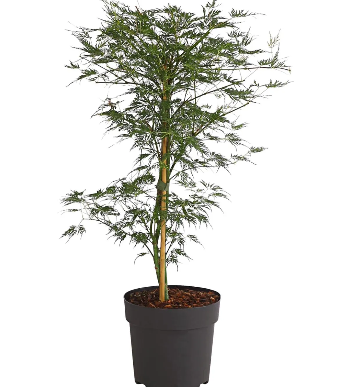 Japanischer Fächerahorn 'Emerald Lace'