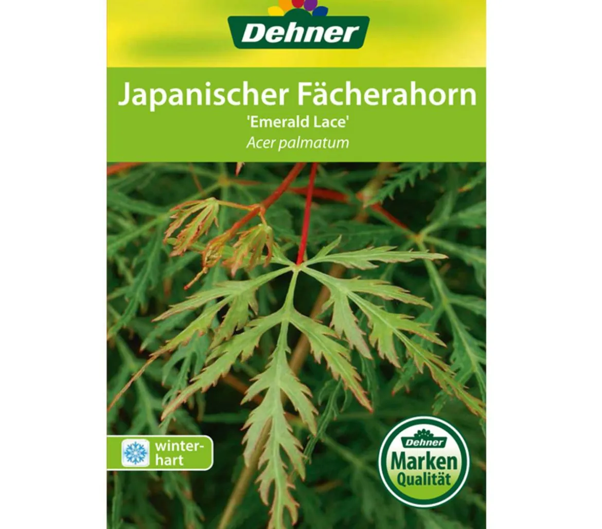 Japanischer Fächerahorn 'Emerald Lace'