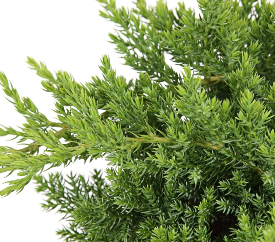 Japanischer Kriech-Wacholder 'Nana'