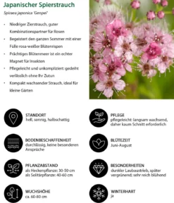 Japanischer Spierstrauch 'Genpei'