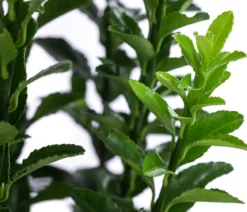 Japanischer Spindelstrauch 'Green Spire'