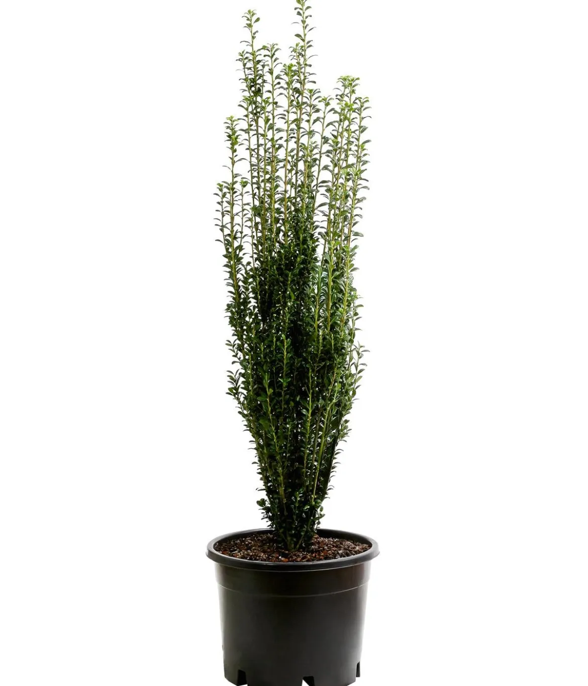Japanischer Säulen-Berg-Ilex 'Fastigiata'