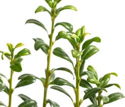 Japanischer Säulen-Berg-Ilex 'Fastigiata'