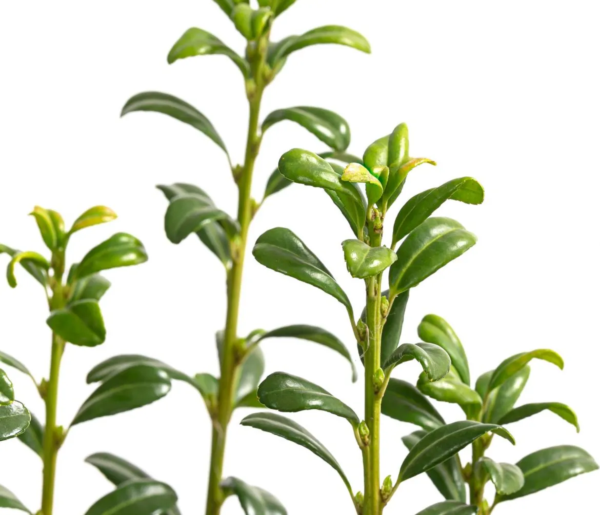 Japanischer Säulen-Berg-Ilex 'Fastigiata'