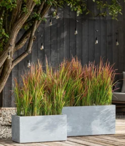 Japanisches Blutgras 'Red Baron'