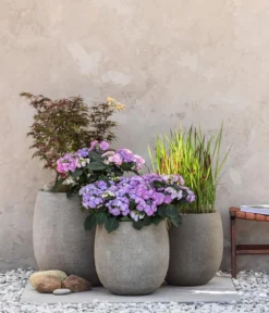 Japanisches Blutgras 'Red Baron'