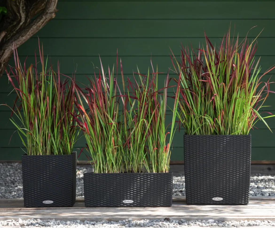 Japanisches Blutgras 'Red Baron'
