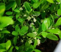 Japanische Stechpalme 'Jenny', 6er-Schale