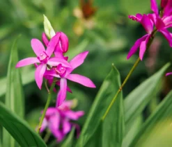 Japanorchidee