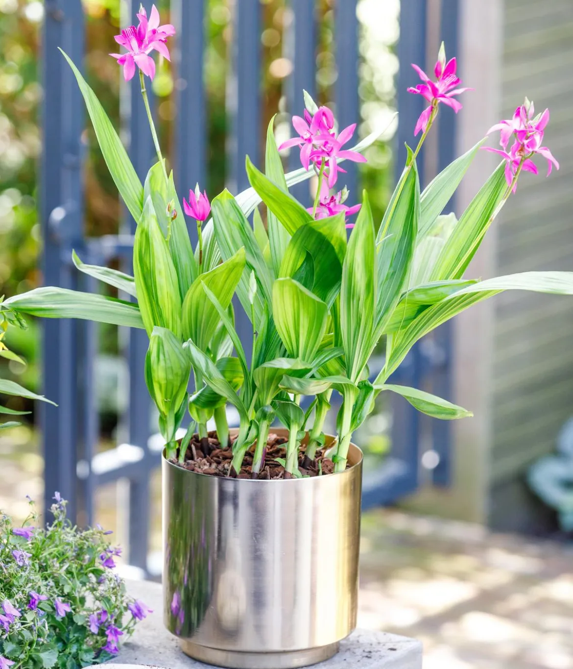 Japanorchidee