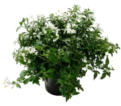 Jasminblütiger Nachtschatten