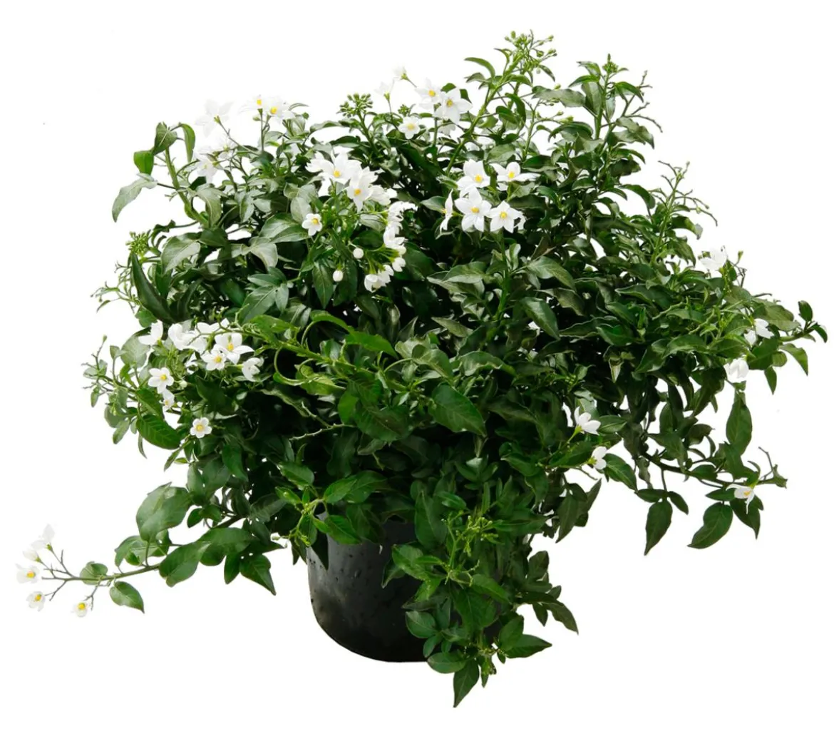 Jasminblütiger Nachtschatten