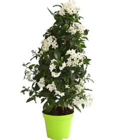 Jasminblütiger Nachtschatten, Pyramide