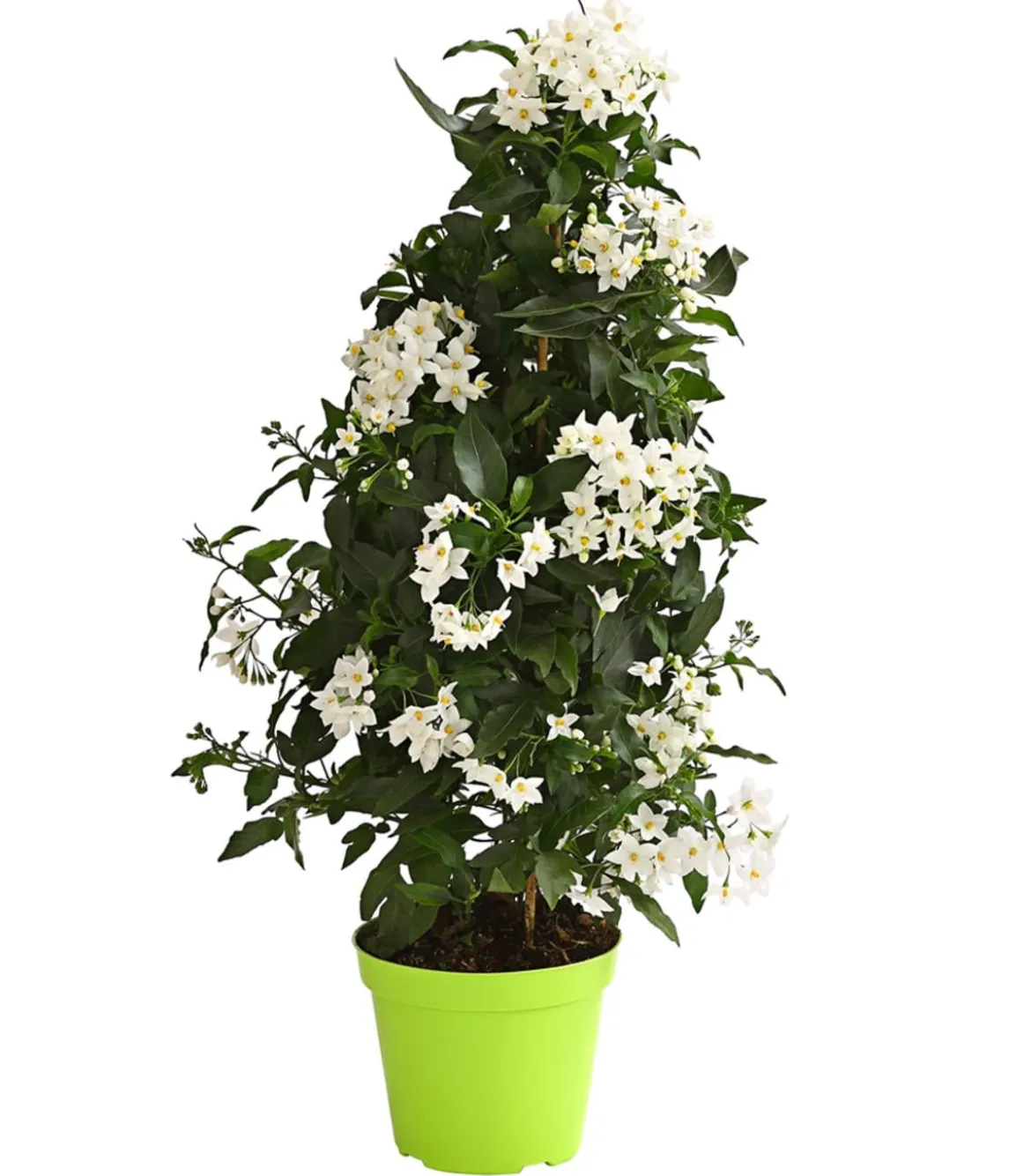 Jasminblütiger Nachtschatten, Pyramide