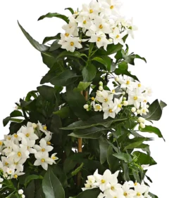 Jasminblütiger Nachtschatten, Pyramide
