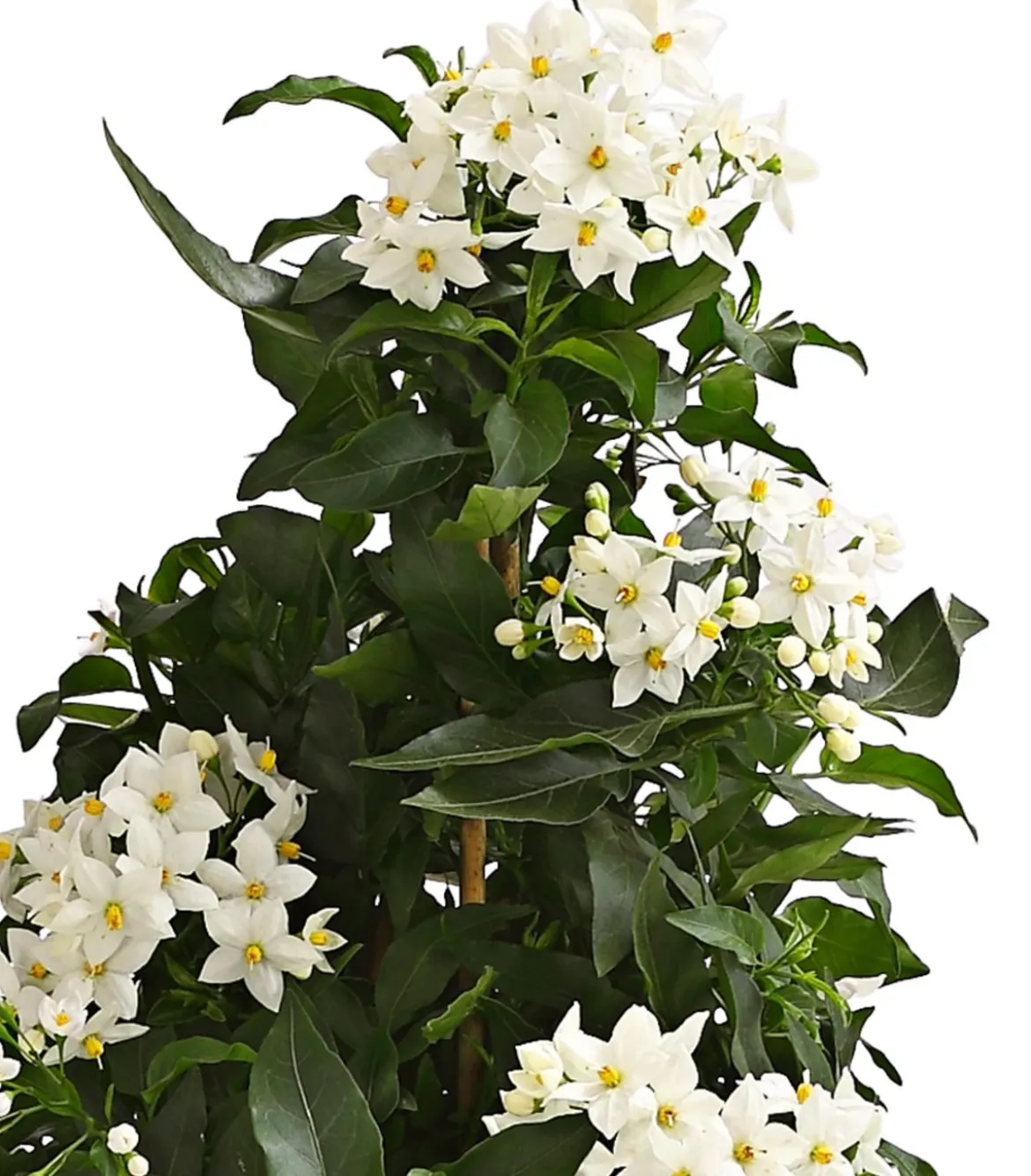 Jasminblütiger Nachtschatten, Pyramide