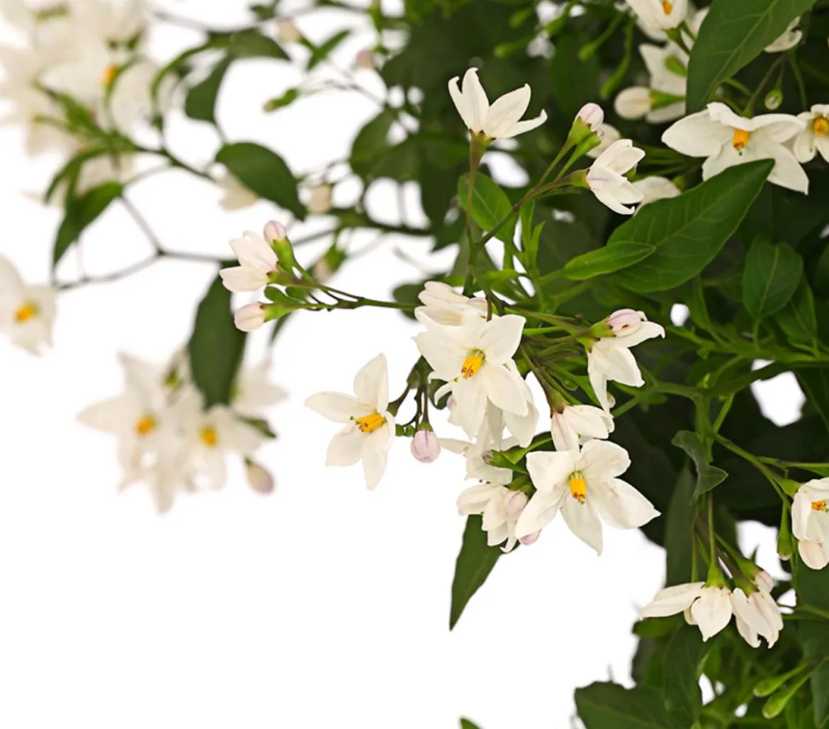 Jasminblütiger Nachtschatten, Stämmchen