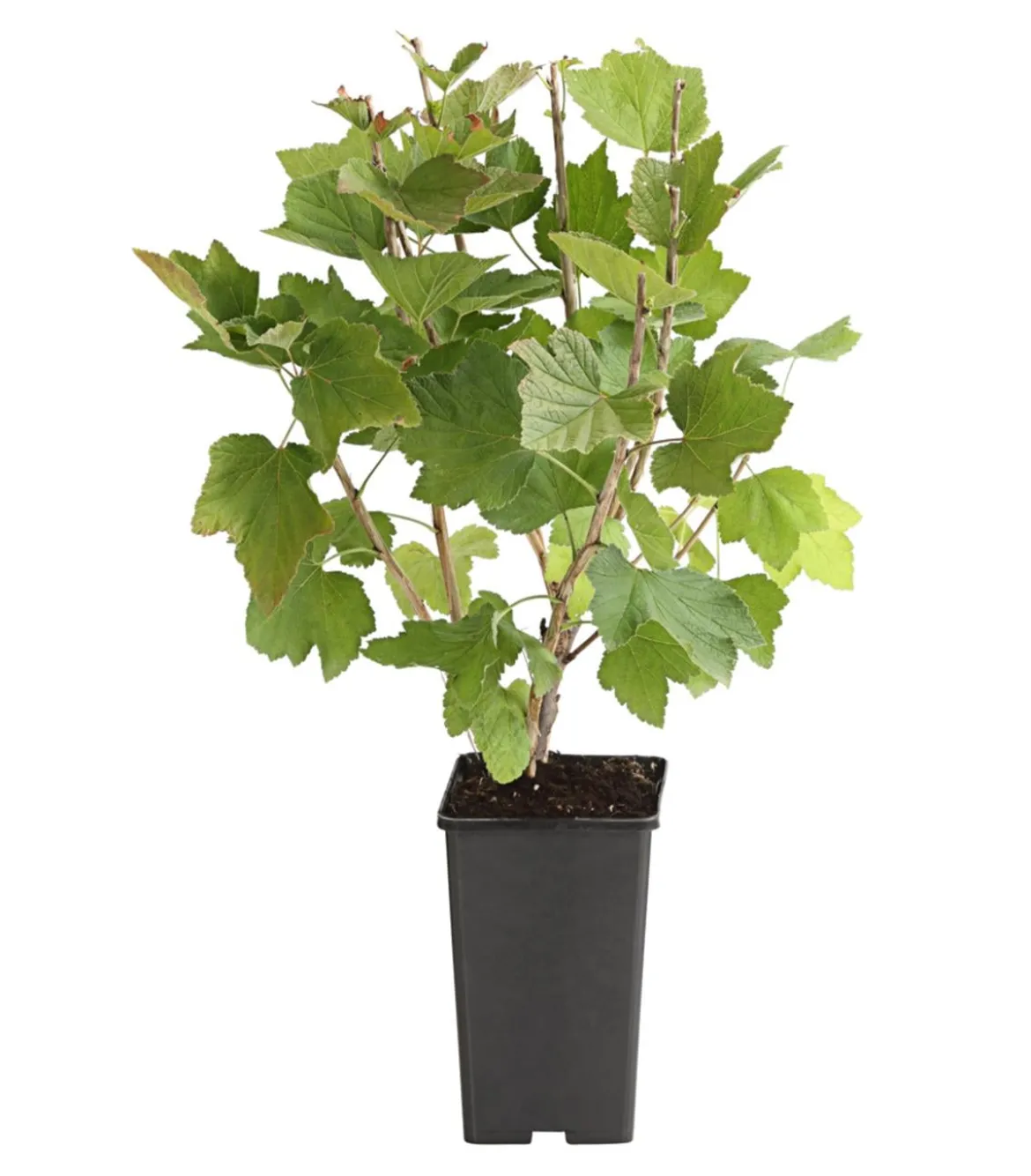 Johannisbeere 'Rovada'
