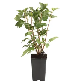 Johannisbeere 'Schwarze Perle'