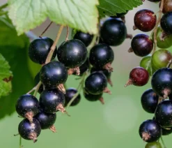 Johannisbeere 'Titania'