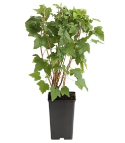 Johannisbeere 'Titania'