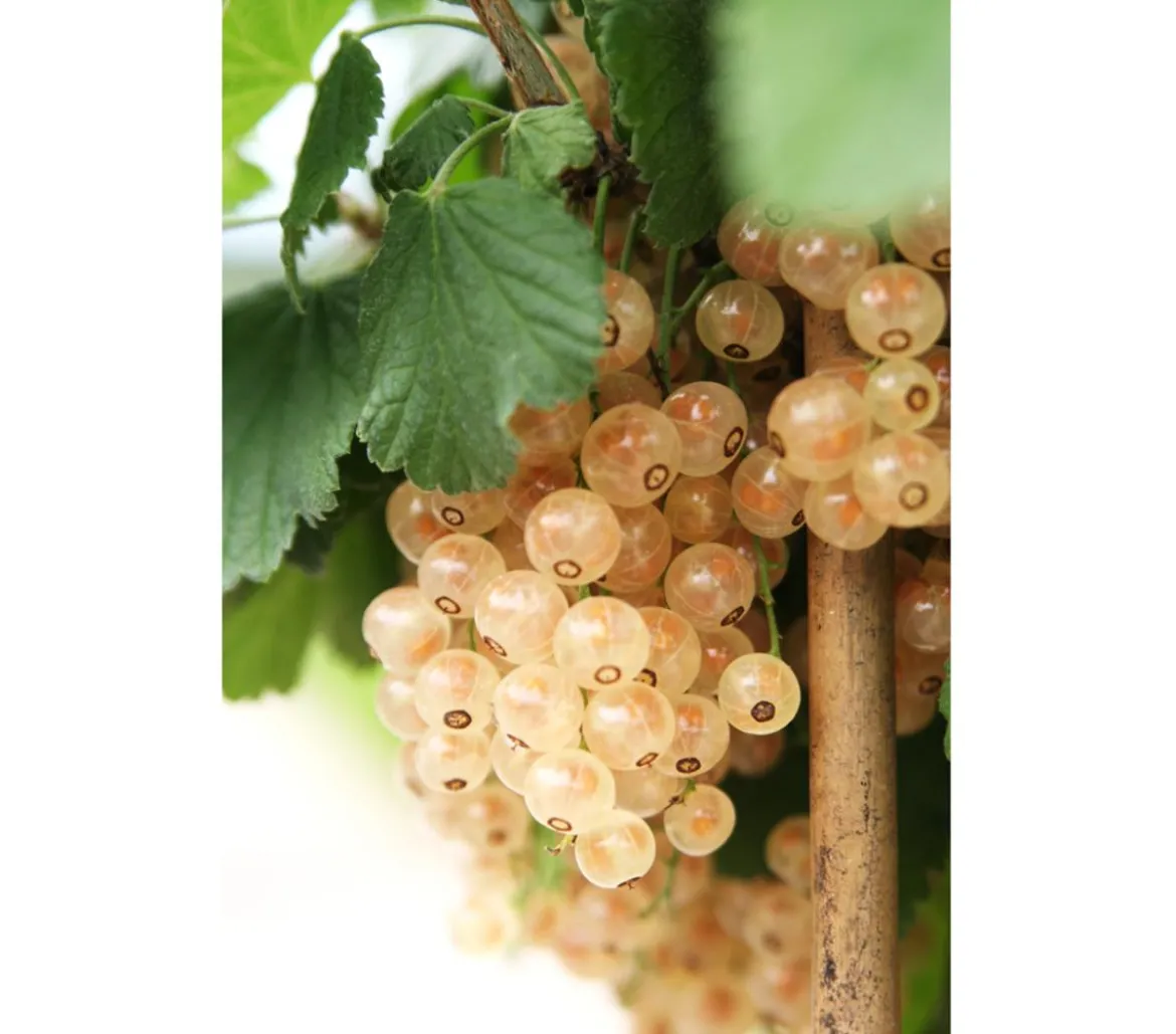 Johannisbeere 'Weiße Versailler'