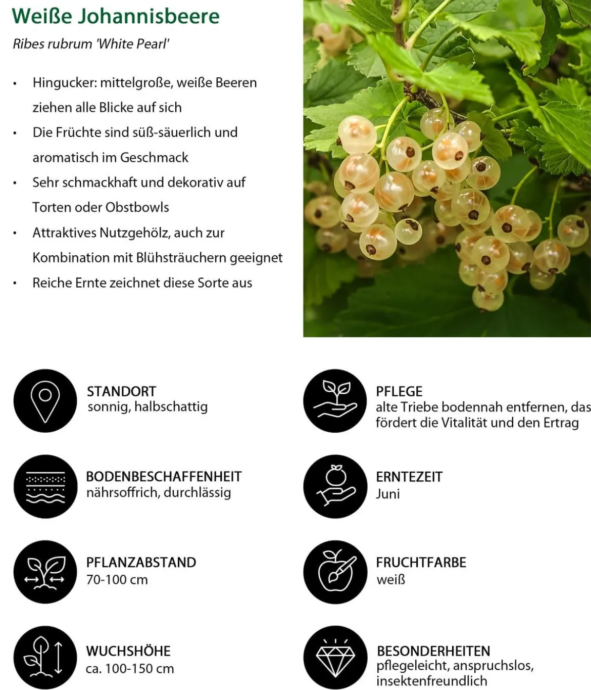 Johannisbeer-Set Sommerbeeren, 3-teilig