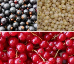 Johannisbeer-Set Sommerbeeren, 3-teilig